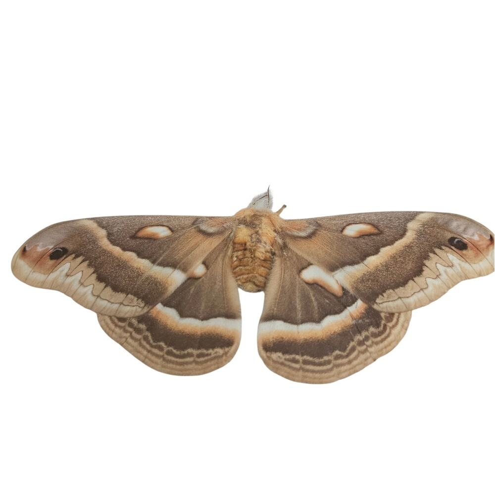 Ceanothus Silkmoth Framed Specimen Natural History Entomology Display